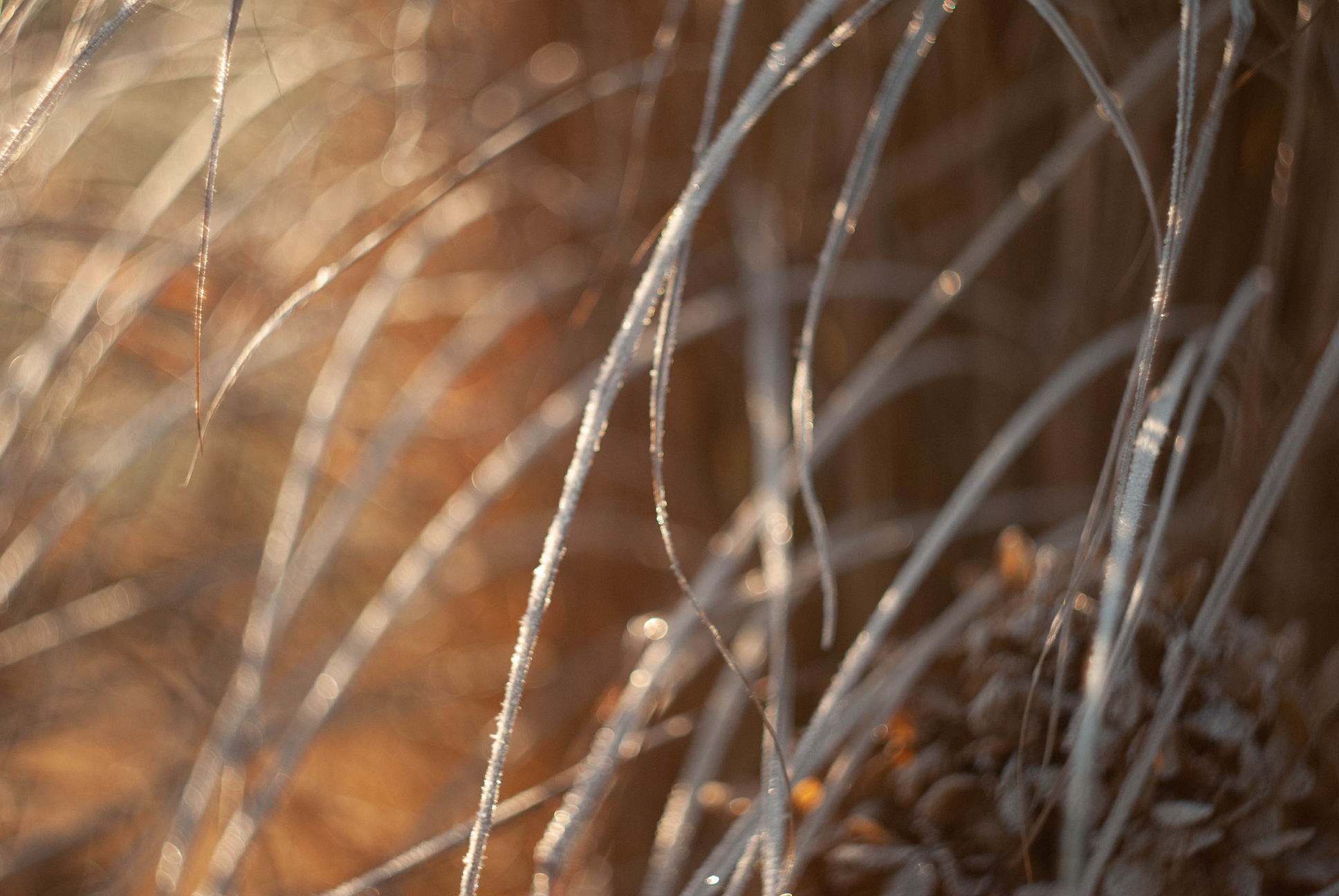 winter garden