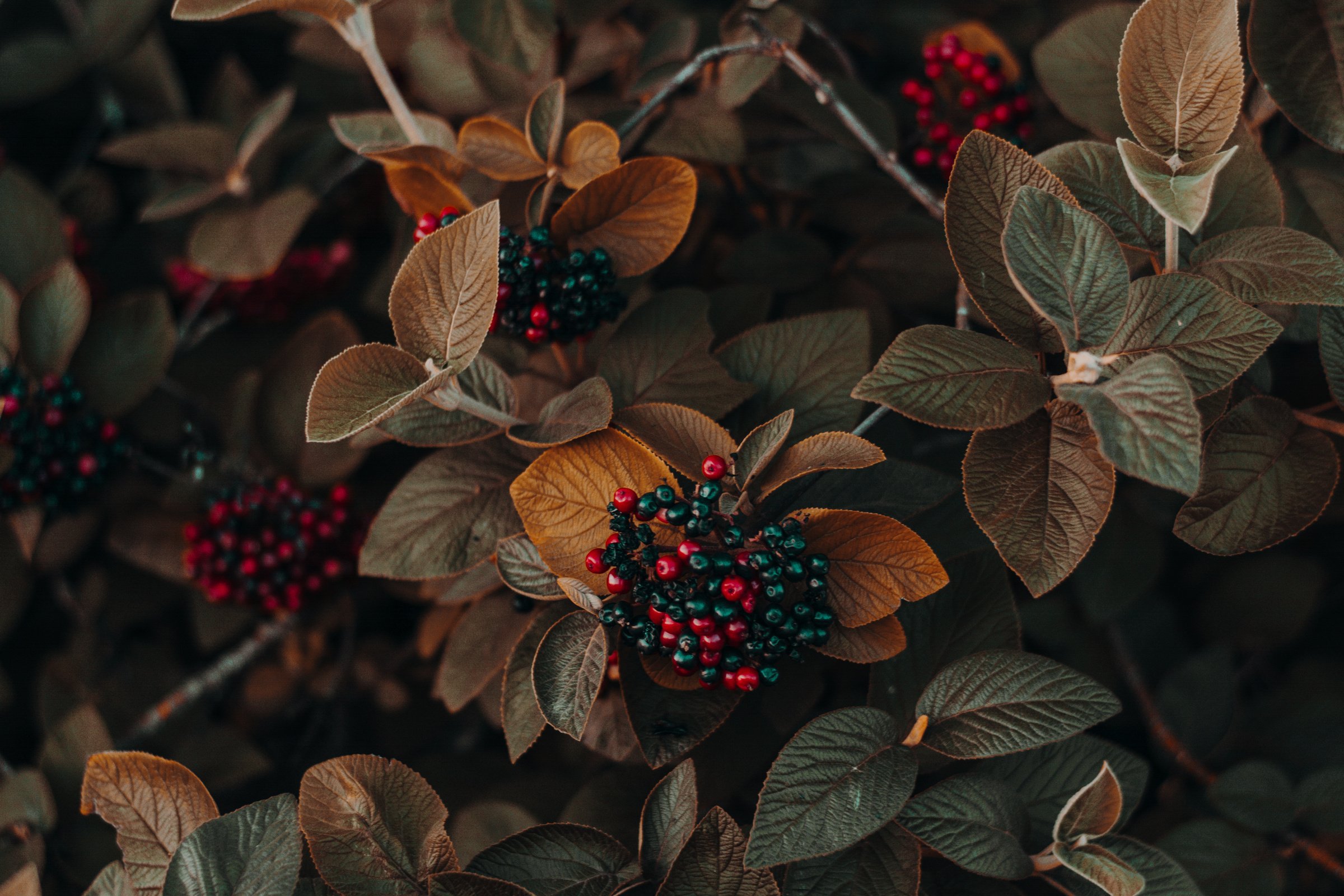 Brown and Green Leafed Plants